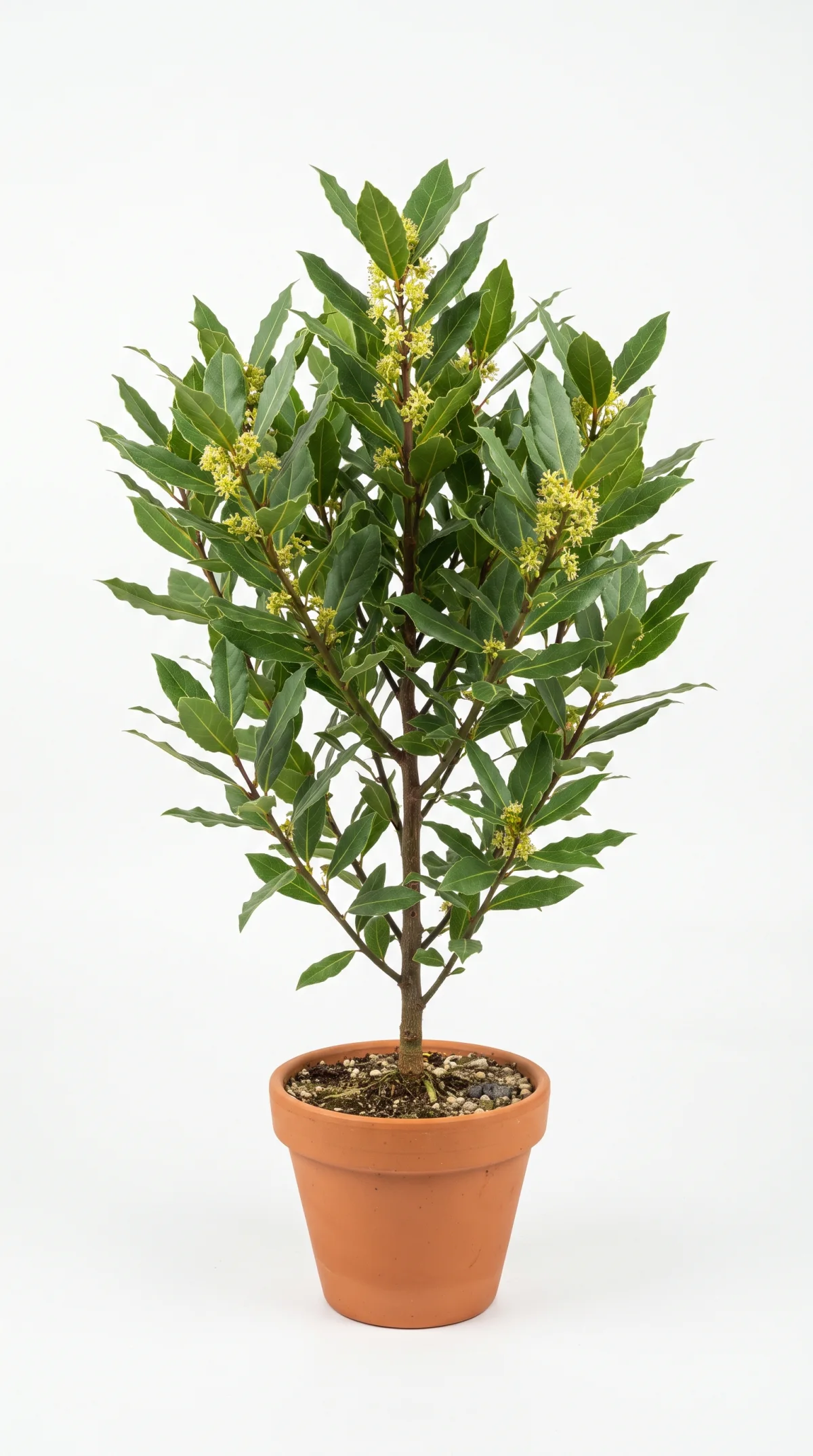 Лавр благородный целиком на белом фоне: листья, побеги и цветение